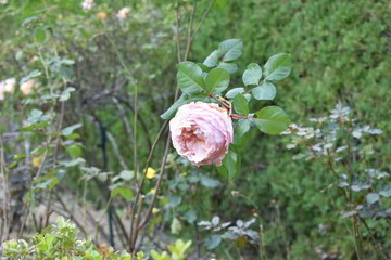 滋賀県の良いところ