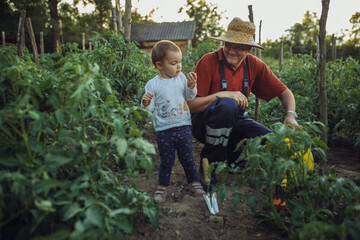 Family in organic garden. Grandfather with his  granddaughter in organic garden, they eat healthy food.