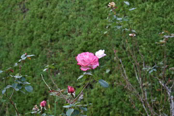 滋賀県の良いところ