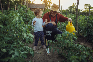 Family in organic garden. Grandfather with his  granddaughter in organic garden, they eat healthy food. © likoper