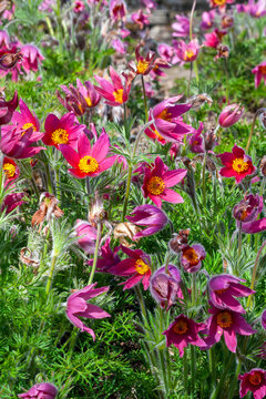 Pulsatilla vulgaris 'Rubra ' a spring perennial red flowering plant commonly known as pasque flower, stock photo image