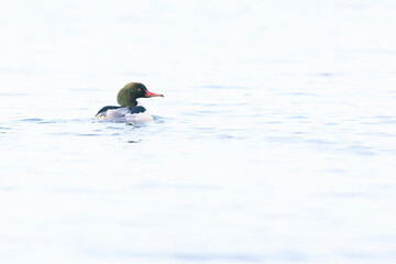 A male goosander (Mergus merganser) swimming on a cold morning in a lake.