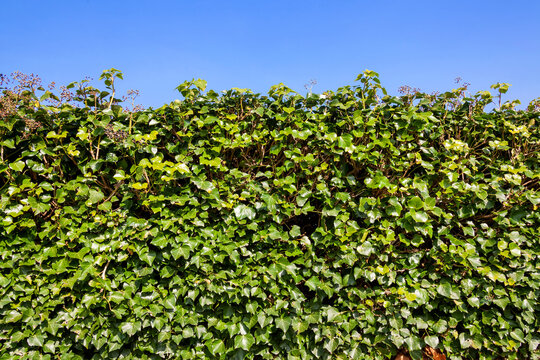 Neatly cut green Ivy (hedera) hedge shrub background with a clear blue sky and copy space, stock photo image