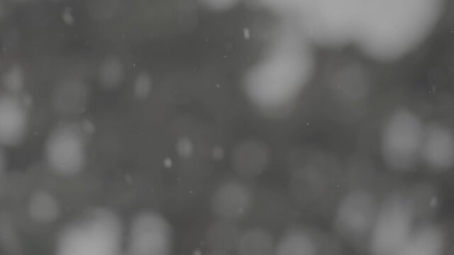 Fichte Ast Schneefall_4K_SLog3_006