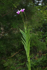 Pair of Orchids in the Jungle, Rio de Janeiro