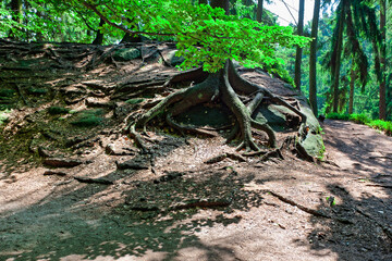 Rock Town in Bohemian Paradise