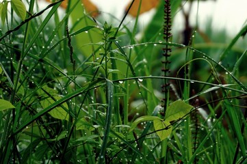 grass after rain