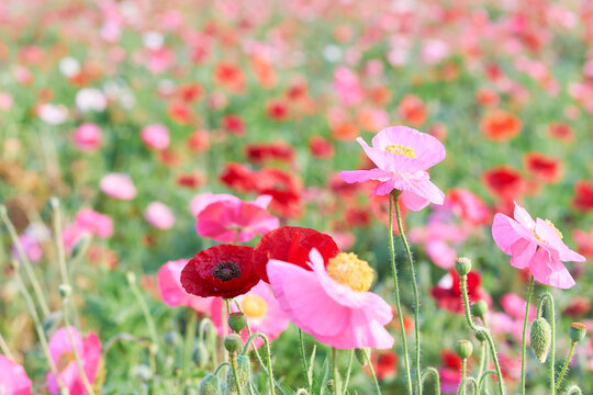 5 865 件の最適な ポピーの花畑 画像 ストック写真 ベクター Adobe Stock