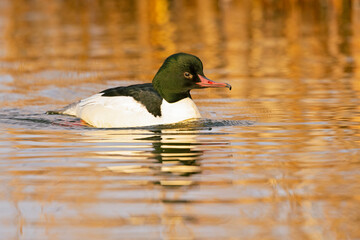 A male goosander (Mergus merganser) swimming on a cold morning in a lake.