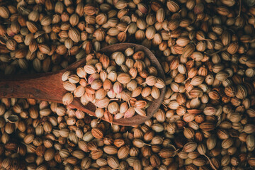 Top view of dried coriander fruits also known as coriander seeds.