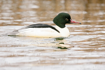 A male goosander (Mergus merganser) swimming on a cold morning in a lake.