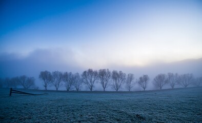 Small trees covered with blue fog in the Carpathian mountains in Ukraine