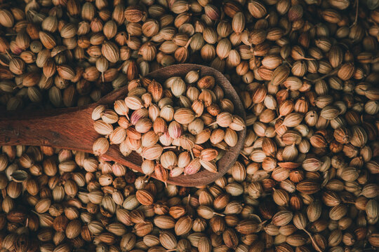 Top view of dried coriander fruits also known as coriander seeds.