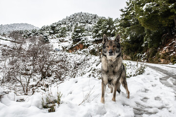 Czechoslovakian wolf dog in the snow. Snowy mountain landscape. Dogs portraits.