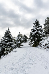 Snowy mountain country road. Landscape. Mountain with fires (Abies pinsapo) and snow.