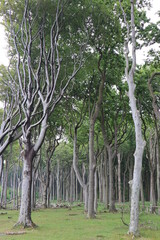 Fototapeta premium Gespensterwald
