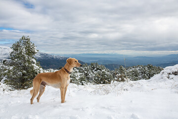 Saluki dog in the snow. Snowy mountain. Dogs portraits.
