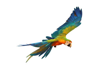 Macaw parrot flying isolated on white background