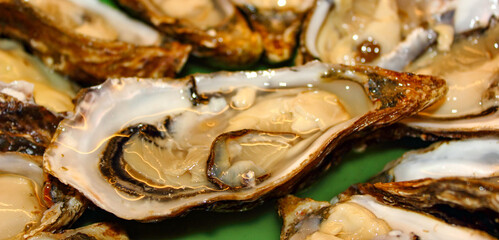 closeup of platter of large open shell fresh oyster shellfish