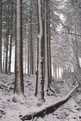 winter forest in the snow