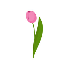 Pink delicate tulip on a green stem with leaves isolated on a white background. Template for greeting cards, banners for Valentine's Day, March 8, Birthday, wedding. Vector illustration. Cartoon style