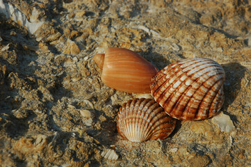 Few different shells such as cockleshells and alphabet cone displayed on rocky fossilized ground in Algarve, Portugal, summer holidays in a tropical destination concept or coastal, seaside theme decor