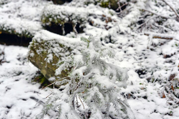 Fototapeta na wymiar snow winter in the forest 
