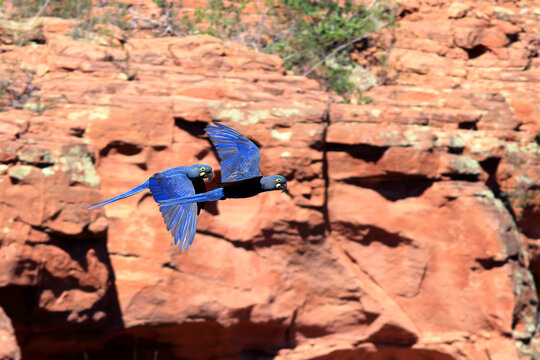 couple of Indigo Macaw (Anodorhynchus leari) flying over the rocky wall of the city of Canudos, inland Bahia. On the spot the bird builds its nest. Critically endangered bird
