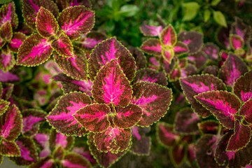 beautiful pink flowers in the garden with spring bokeh background