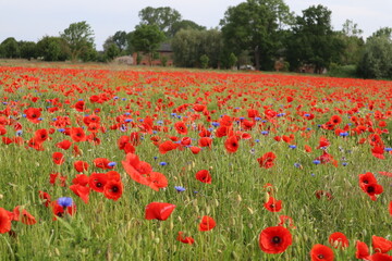 Obraz premium Mohnfeld