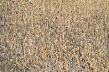 water, nature, lake, grass, landscape, reed, reflection, blue, river, winter, sky, forest, autumn, tree, plant, reeds, spring, texture, pond, marsh, season, field, swamp, wetland, yellow