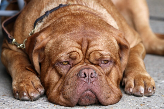 Dogue De Bordeaux