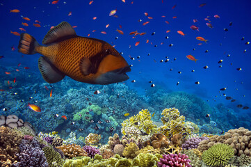 Triggerfish (Balistodes viridescens) swims in the Red Sea,