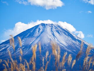 冬（12月）、本栖湖の湖畔から見た富士山とススキ（ピントは富士山） 山梨県身延町