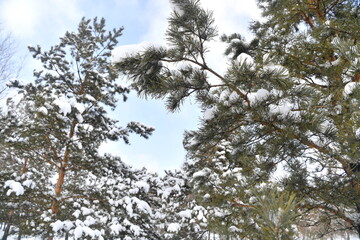 snow, winter, tree, nature, cold, branch, frost, forest, ice, white, christmas, fir, pine, season, frozen, landscape, spruce, snowy, trees, branches, sky, green, wood, evergreen, needles