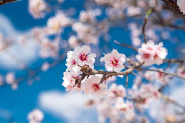 Almendro en flor. Primavera. Cielo azul.