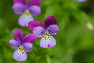 Foto op Canvas Tricolol pansies photography on green background. Violet garden pansy botanical photography.  © Anton