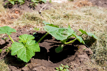 Young sprouts of zucchini sprout in the garden. Concept of agriculture.