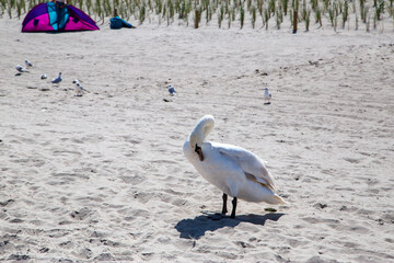Seagulls lie in wait for food from bathers on the beach at Zempin.