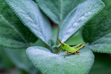 Bright Green Grasshopper on Sage Leaves