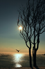 Seascape. Silhouette of a tree on the shore and a seagull in the sky. Winter sea soaring from frost.