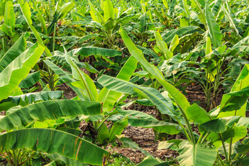 .Banana trees and banana plantations