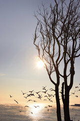 Seascape. Silhouette of a tree on the shore and a flock of birds. Winter sea soaring from frost.