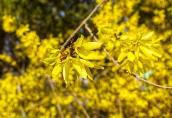 Yellow blooming Forsythia flowers in spring close up. It is an ornamental deciduous shrub of garden...