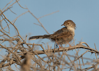 Plain Prinia perched on a bush at hamala, Bahrain