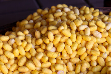 Close up of yellow cocoon details the nature of the cocoon shell