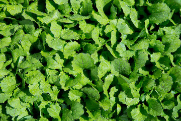 Young salad in the garden. Lettuce leaves mustard are grown in spring as vitamin greens. Salad greens top view. Concept of agriculture. Green natural background.