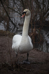 A Swan by a Lake