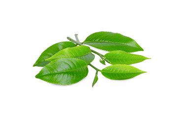 Fresh green tea leaf isolated on white background