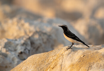 Obraz premium Pied wheatear on the rock at Busaiteen, Bahrain